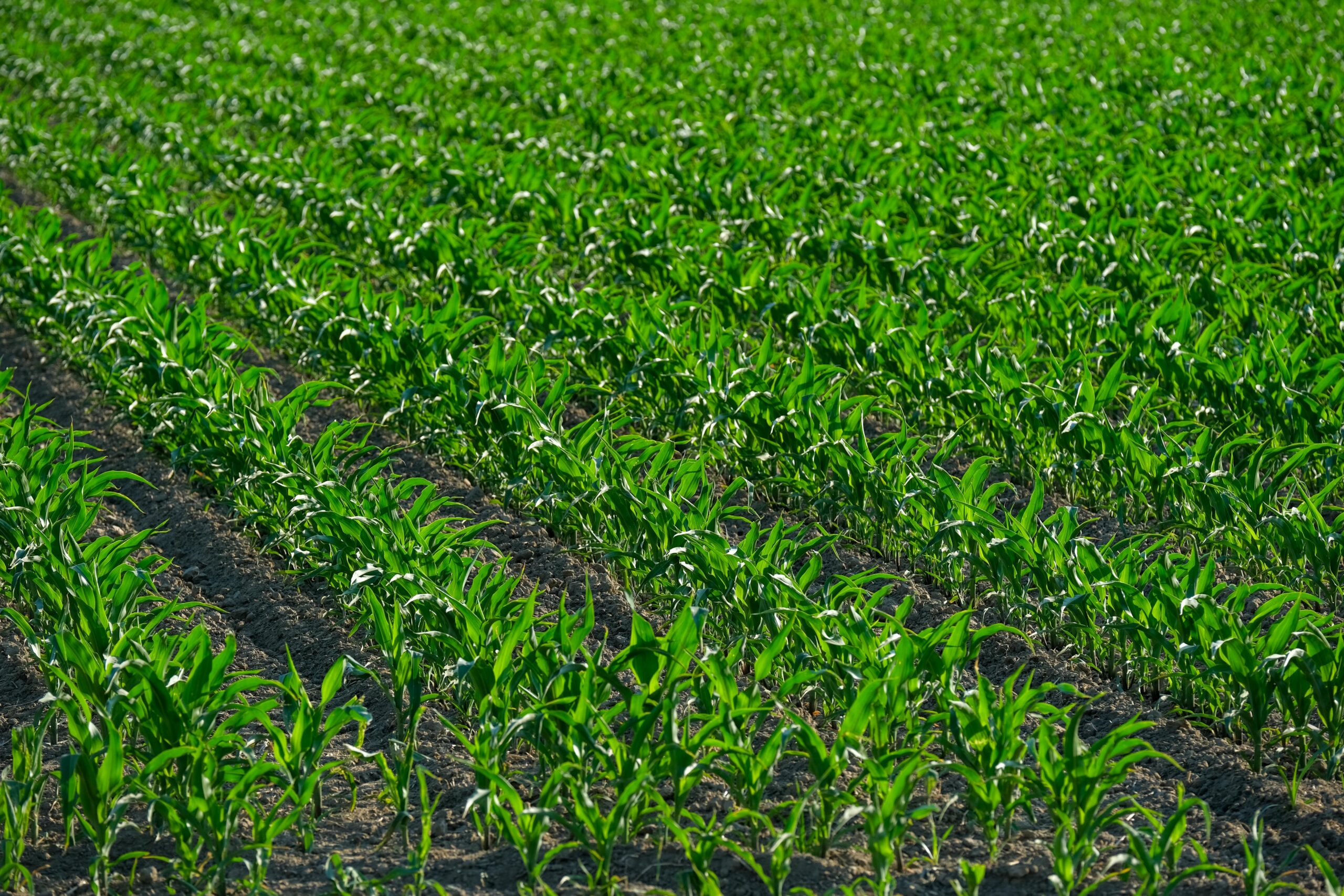Los 5 principales beneficios que aporta la agricultura digital en 2026