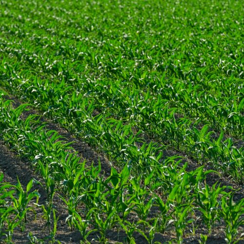 Los 5 principales beneficios que aporta la agricultura digital en 2026